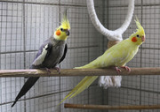 (c) Zefry on https://www.flickr.com/photos/23157468@N06 unter Creative-Commons-Lizenz (https://en.wikipedia.org/wiki/de:Creative_Commons)